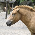 蒙古野馬