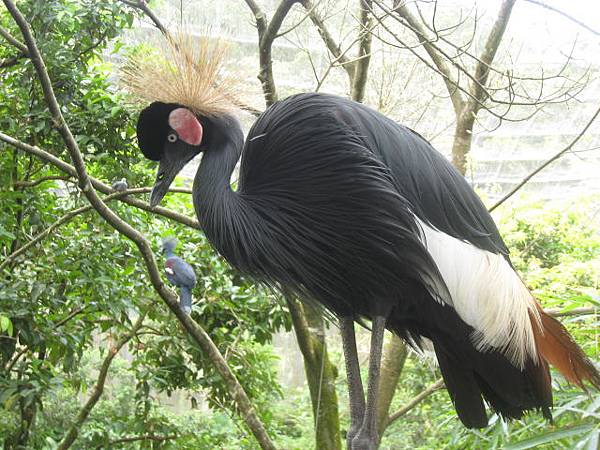黑頸冠鶴