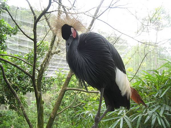 黑頸冠鶴