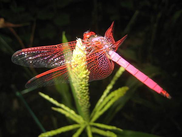 紅蜻蜓