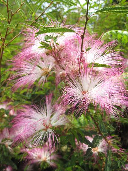 粉撲花