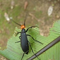 豆芫菁