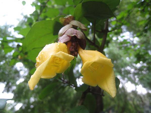 菲律賓石梓 菲律賓石梓