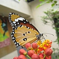 樺斑蝶~