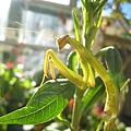 螳螂~若蟲