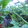 螳螂~捕食