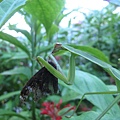 螳螂~捕食
