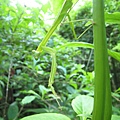 螳螂