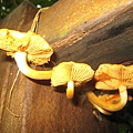 野菇