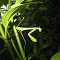 螳螂