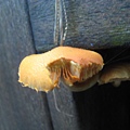 野菇
