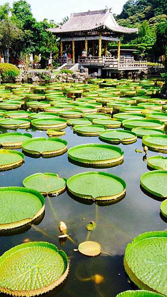 克魯茲王蓮（大王蓮）