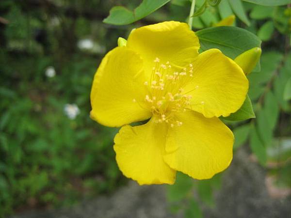 雙花金絲桃