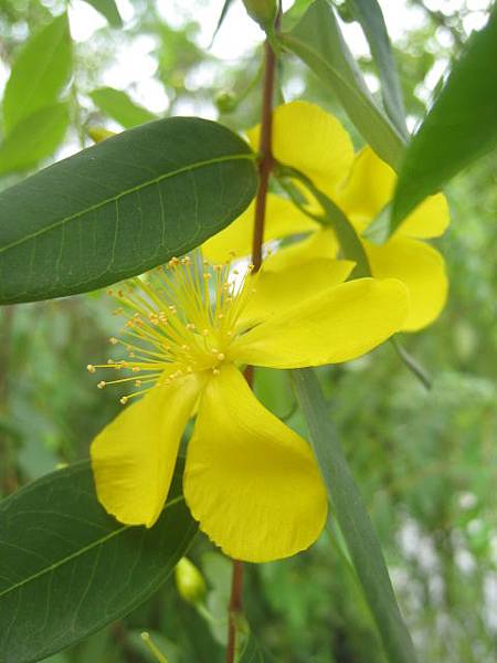 雙花金絲桃