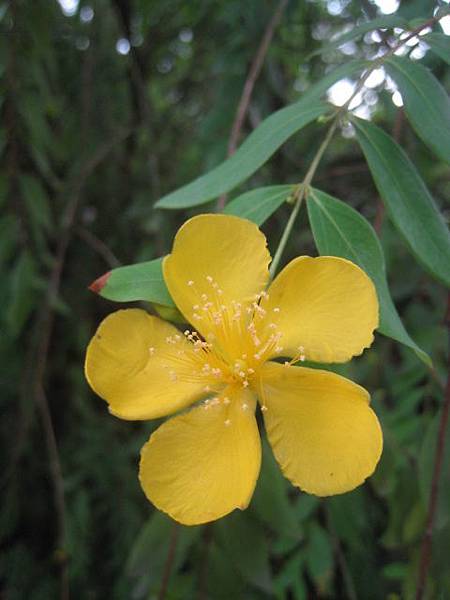 雙花金絲桃