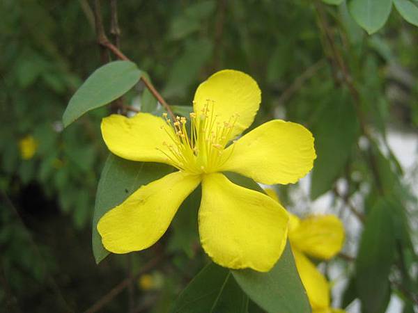 雙花金絲桃