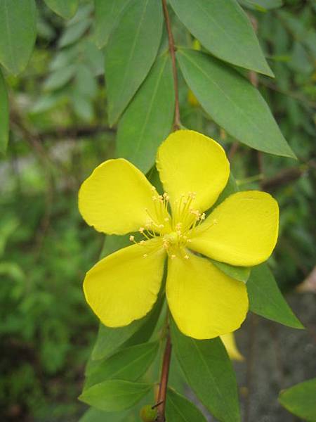 雙花金絲桃