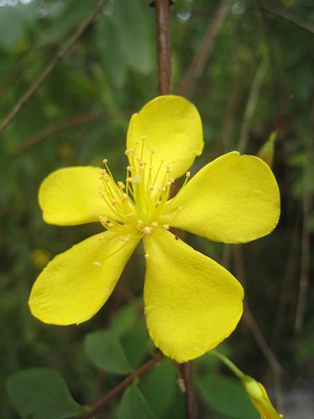 雙花金絲桃