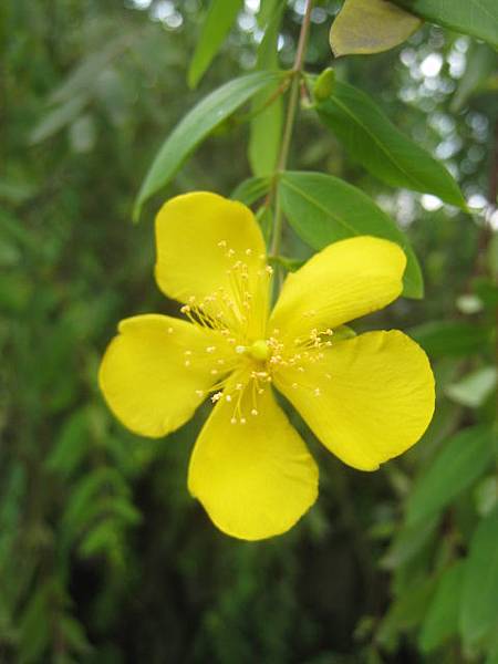 雙花金絲桃