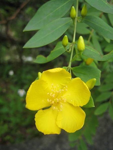 雙花金絲桃