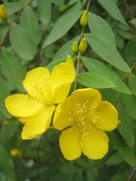 雙花金絲桃