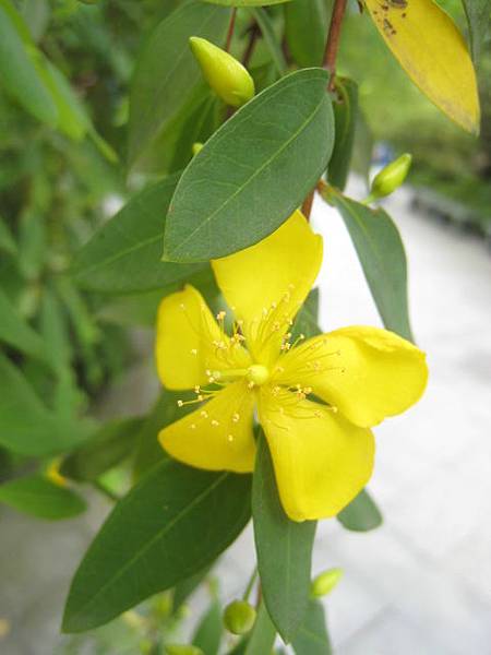 雙花金絲桃