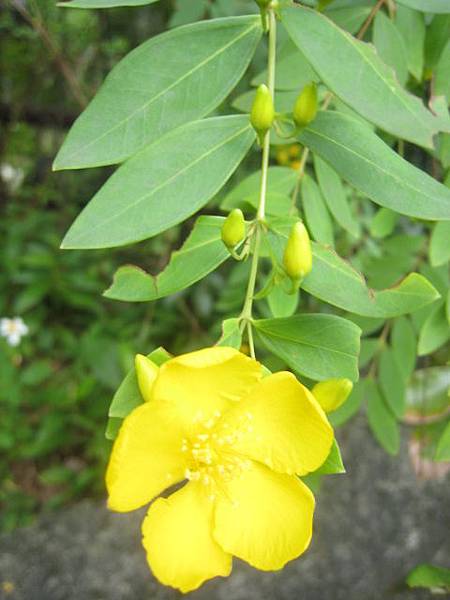 雙花金絲桃