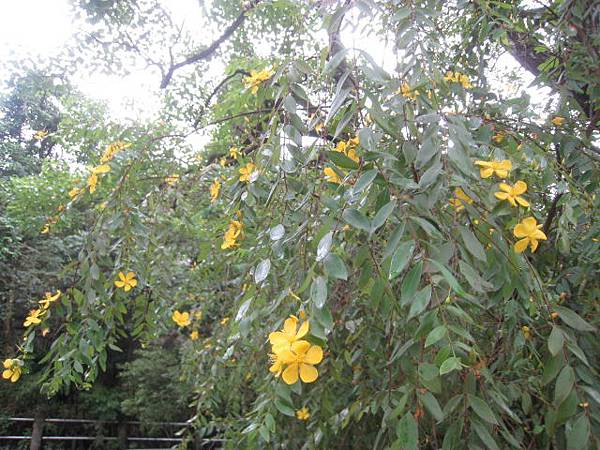 雙花金絲桃