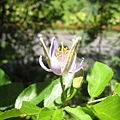 山油點草