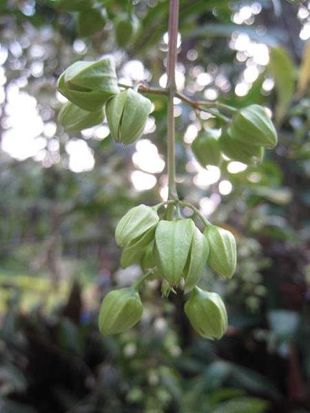 垂茉莉(白玉蝴蝶)