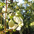 垂茉莉(白玉蝴蝶)