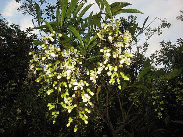 垂茉莉(白玉蝴蝶)