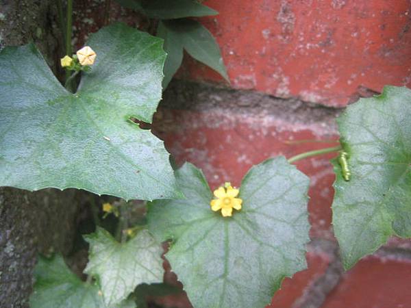 垂果瓜 優曇華 聚果榕 垂果瓜 葉 花 我的生活綜合 痞客邦 垂果瓜 優曇華 聚果榕 垂果瓜 葉 花 我的生活綜合 痞客邦