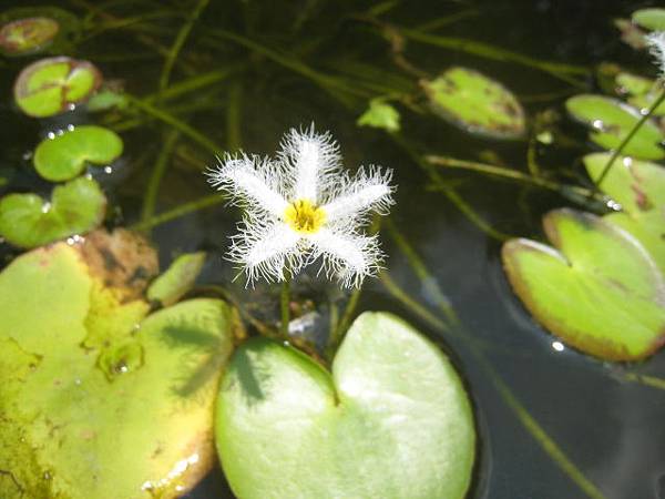 印度莕菜.