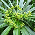 風車草.