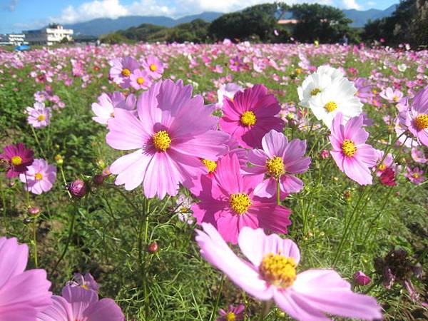 大波斯菊