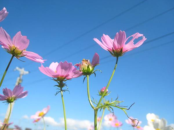 大波斯菊