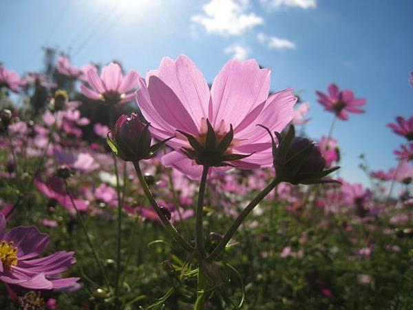 大波斯菊