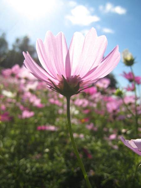 大波斯菊