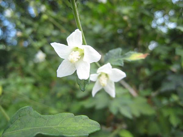 野棉花?