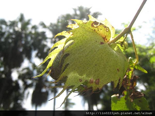 棉花~果.