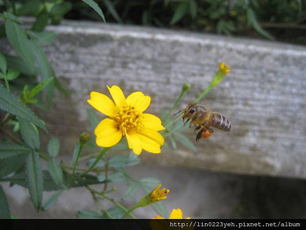 芳香萬壽菊.JPG