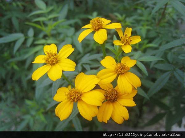 芳香萬壽菊 (3).JPG 芳香萬壽菊 (3).JPG