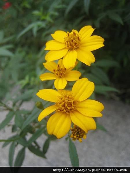 芳香萬壽菊 芳香萬壽菊