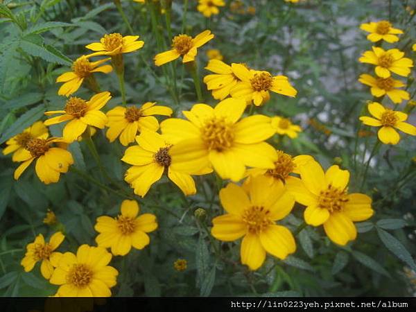 芳香萬壽菊 芳香萬壽菊