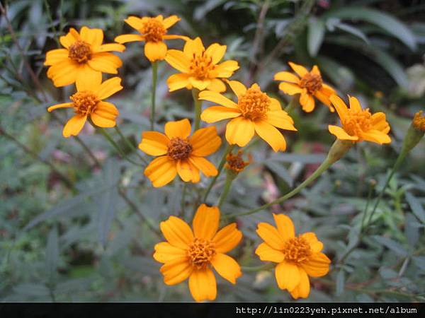 芳香萬壽菊 芳香萬壽菊