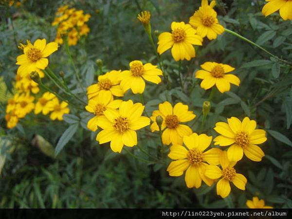 芳香萬壽菊 芳香萬壽菊
