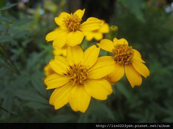 芳香萬壽菊 芳香萬壽菊