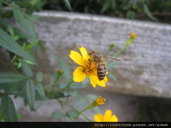 芳香萬壽菊