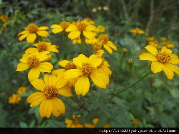 芳香萬壽菊 芳香萬壽菊